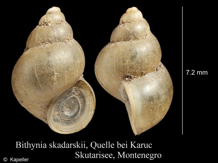 Bithynia skadarskii Bithynia skadarskii