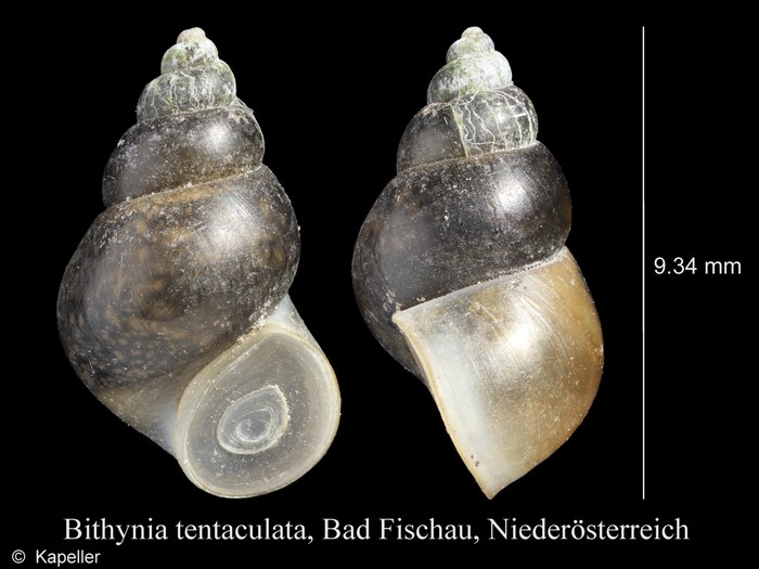 Bithynia tentaculata