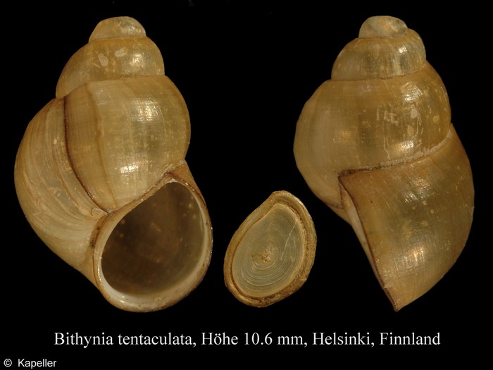 Bithynia tentaculata