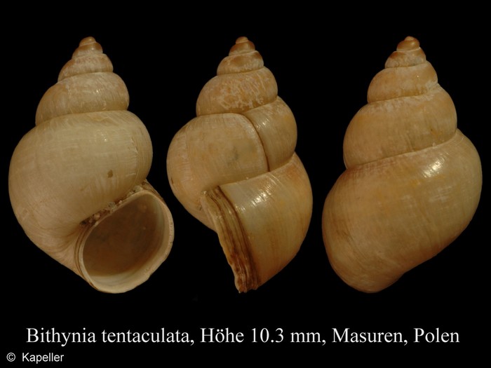 Bithynia tentaculata