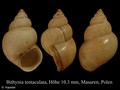 Mollusca (molluscs)