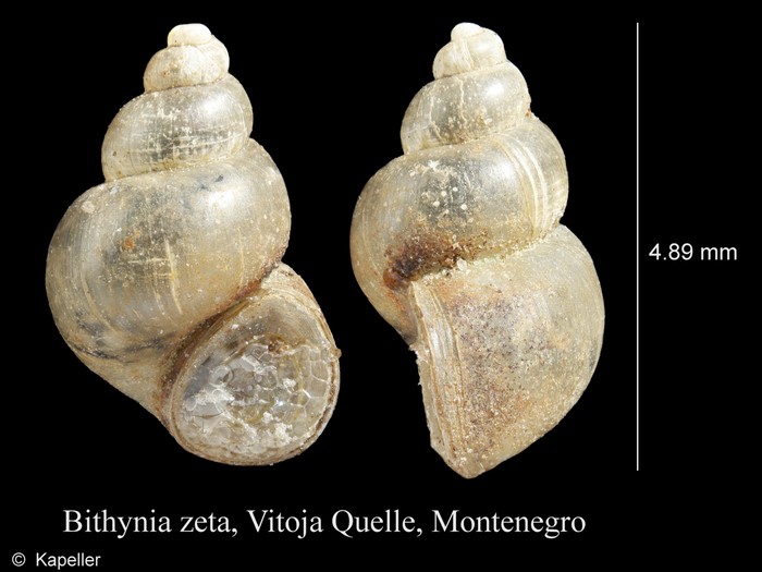 Bithynia zeta Bithynia zeta