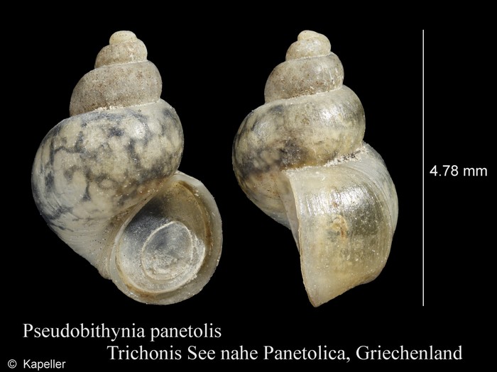 Pseudobithynia panetolis Pseudobithynia panetolis
