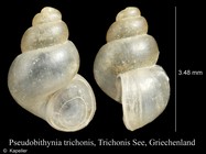 Pseudobithynia trichonis