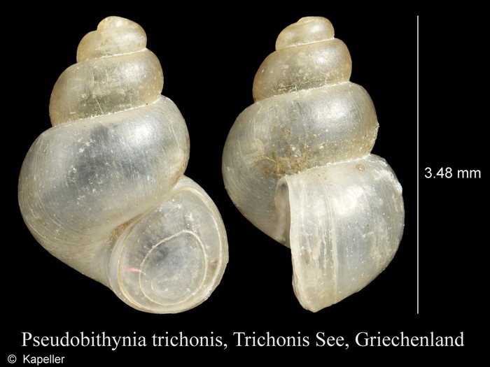 Pseudobithynia trichonis Pseudobithynia trichonis