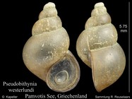 Pseudobithynia westerlundii