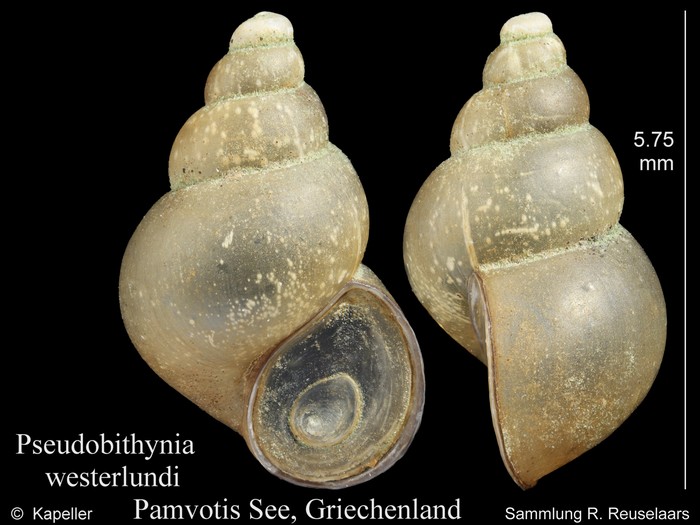 Pseudobithynia westerlundii Pseudobithynia westerlundii