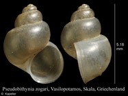 Pseudobithynia zogari