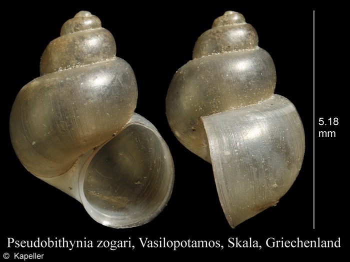 Pseudobithynia zogari Pseudobithynia zogari