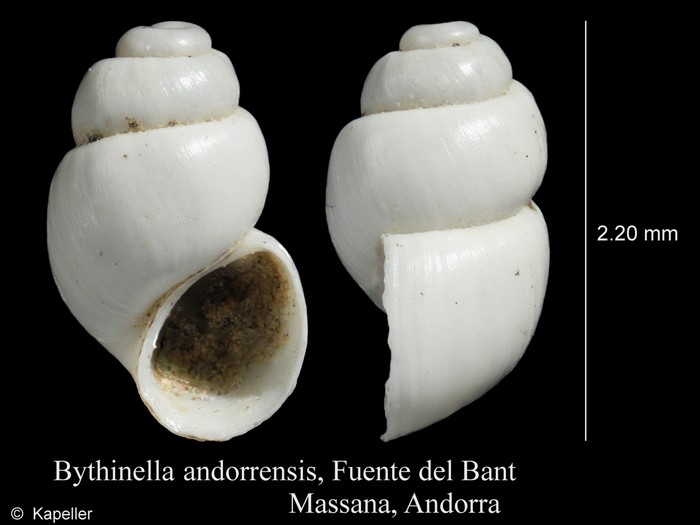 Bythinella andorrensis Bythinella andorrensis
