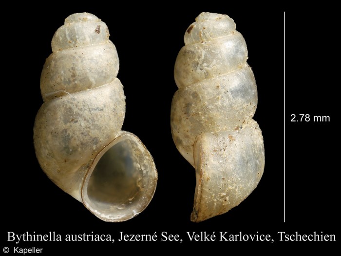 Bythinella austriaca Bythinella austriaca