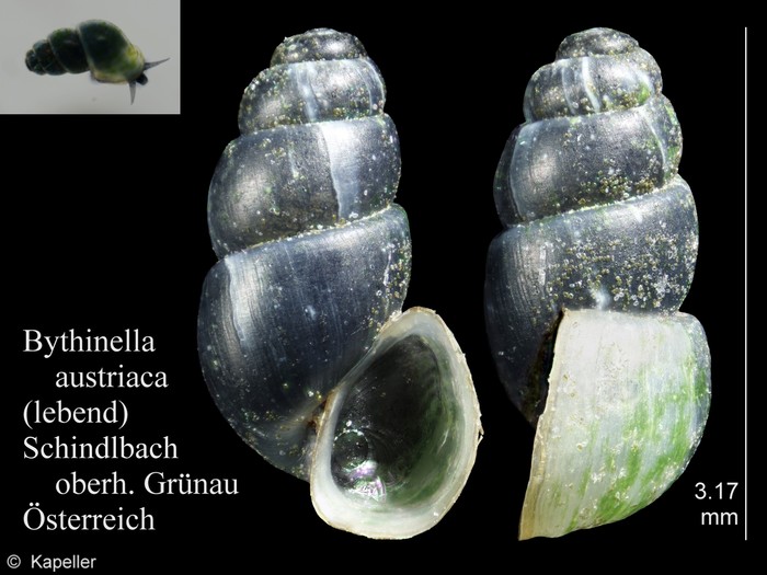 Bythinella austriaca Bythinella austriaca