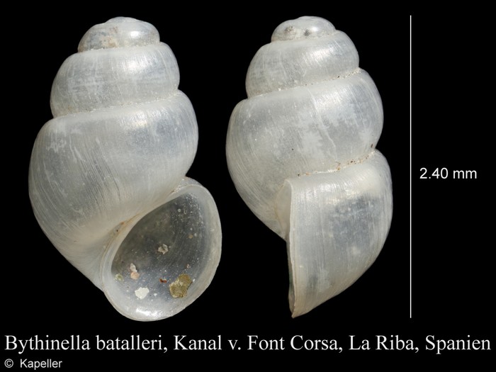 Bythinella batalleri