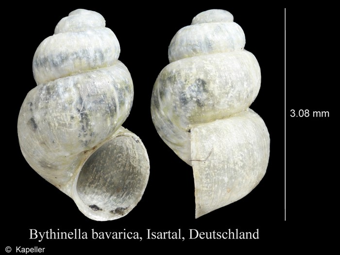 Bythinella bavarica Bythinella bavarica