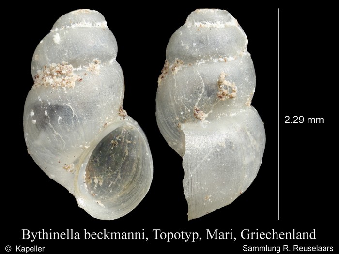 Bythinella beckmanni Bythinella beckmanni