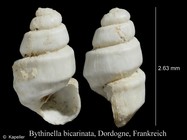 Bythinella bicarinata