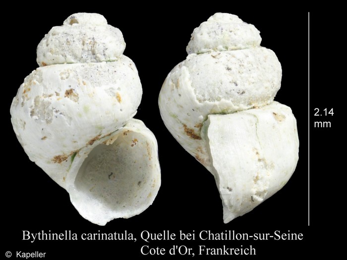 Bythinella carinulata