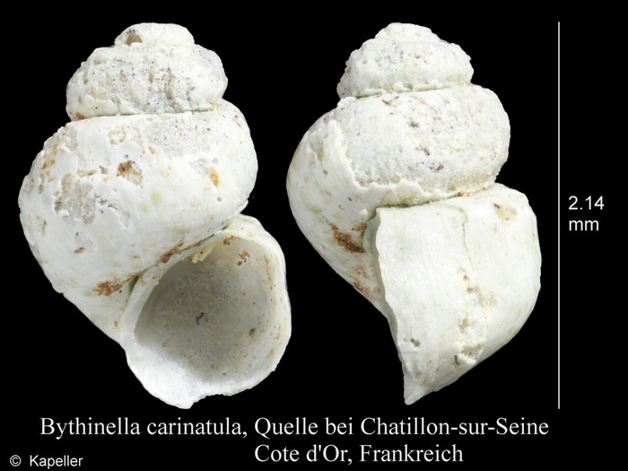 Bythinella carinulata Bythinella carinulata