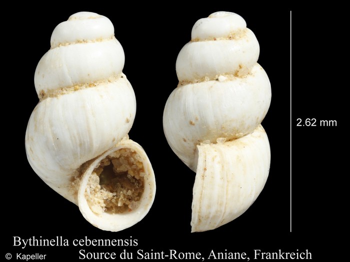 Bythinella cebennensis Bythinella cebennensis