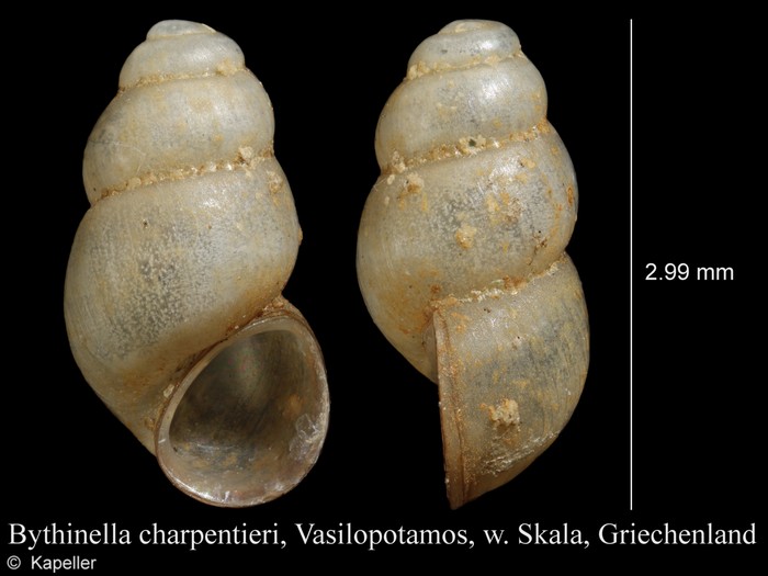 Bythinella charpentieri Bythinella charpentieri