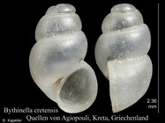 Bythinella cretensis