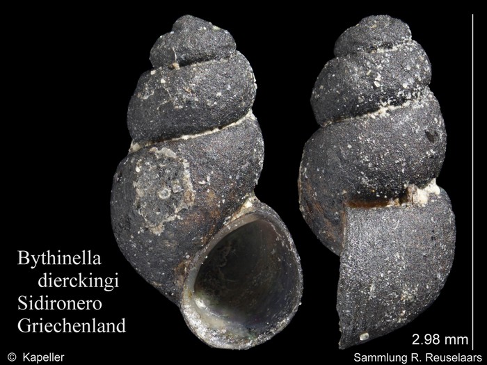 Bythinella dierckingi Bythinella dierckingi
