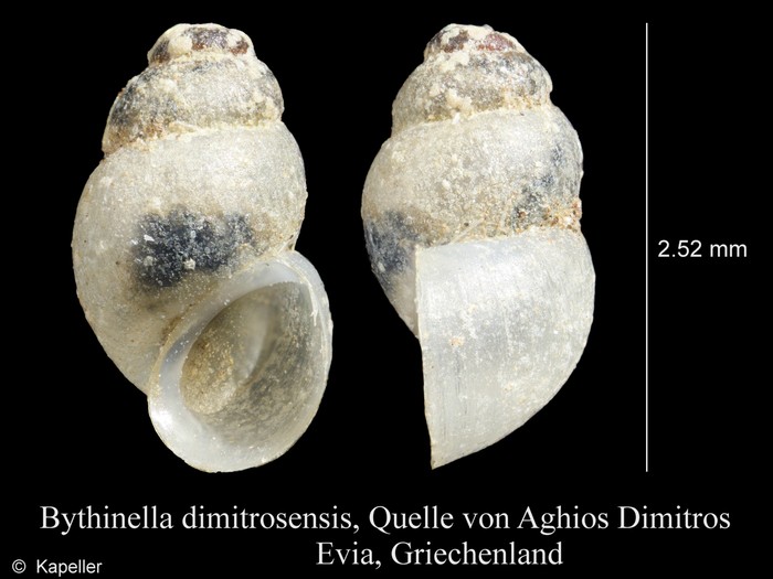 Bythinella dimitrosensis Bythinella dimitrosensis