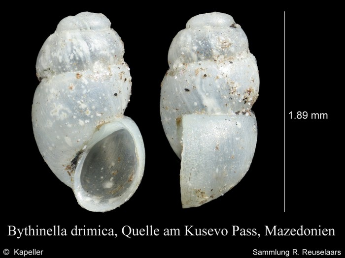 Bythinella drimica Bythinella drimica