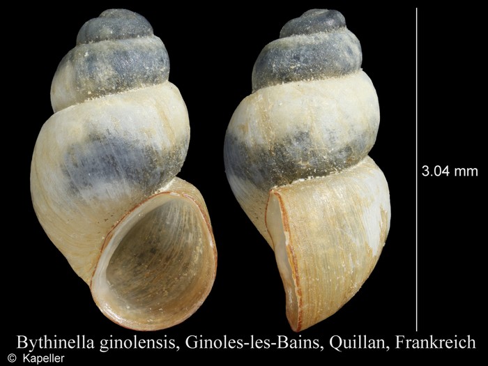 Bythinella ginolensis Bythinella ginolensis