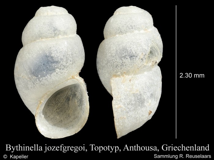 Bythinella jozefgregoi Bythinella jozefgregoi
