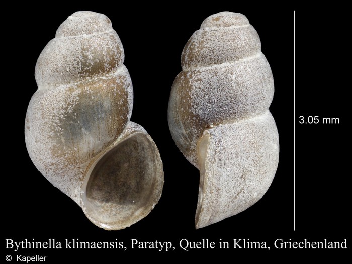 Bythinella klimaensis Bythinella klimaensis