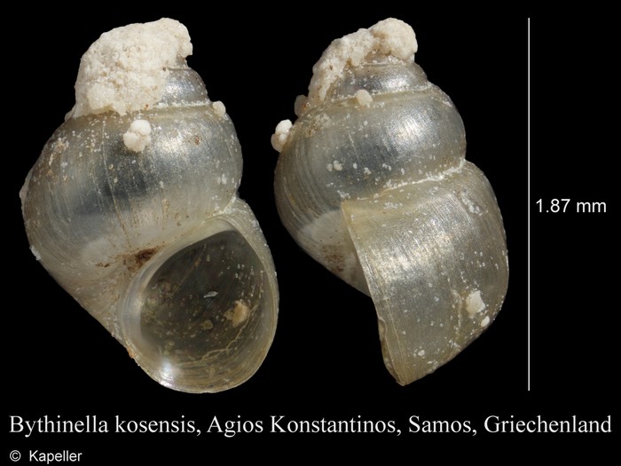Bythinella kosensis Bythinella kosensis