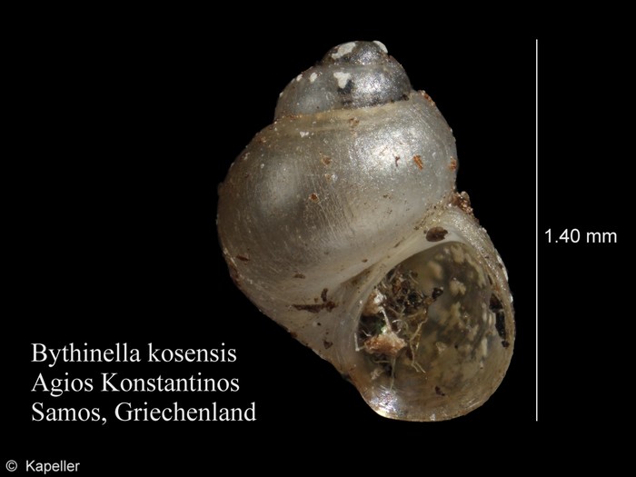 Bythinella kosensis Bythinella kosensis