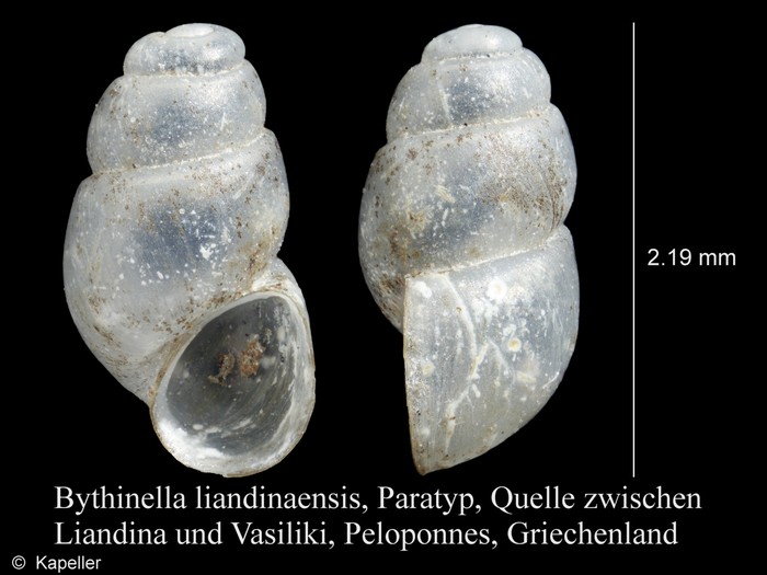 Bythinella liandinaensis Bythinella liandinaensis