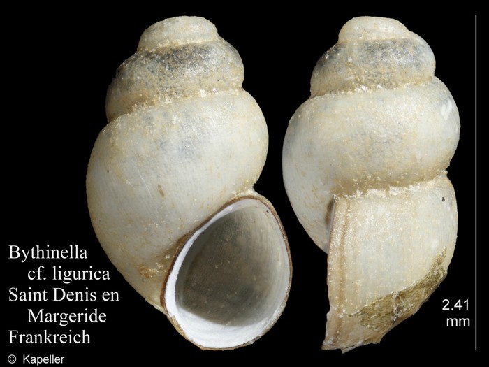 Bythinella ligurica Bythinella ligurica