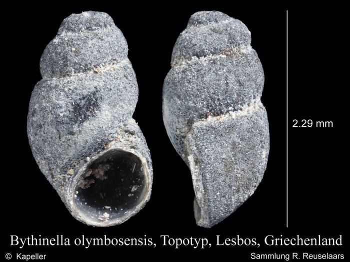 Bythinella olymbosensis Bythinella olymbosensis