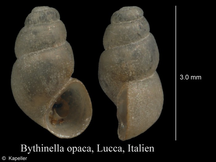 Bythinella opaca