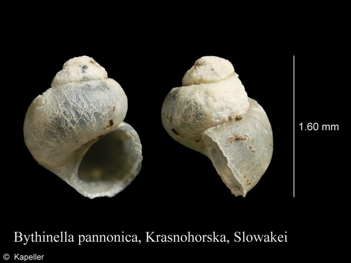 Bythinella pannonica Bythinella pannonica
