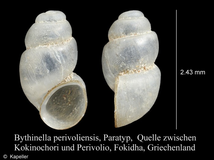 Bythinella perivoliensis Bythinella perivoliensis