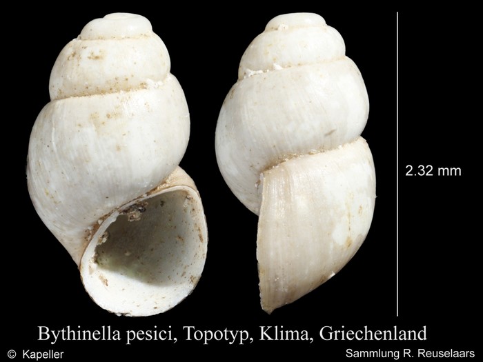 Bythinella pesici Bythinella pesici