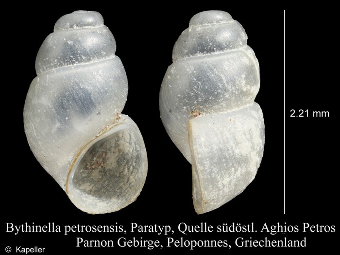Bythinella petrosensis Bythinella petrosensis