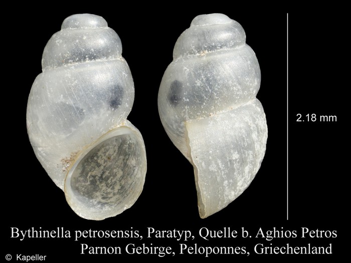 Bythinella petrosensis Bythinella petrosensis