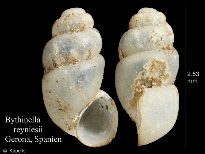 Bythinella reyniesii Bythinella reyniesii