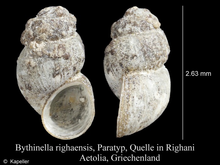 Bythinella righaensis Bythinella righaensis