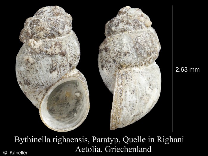 Bythinella righaensis