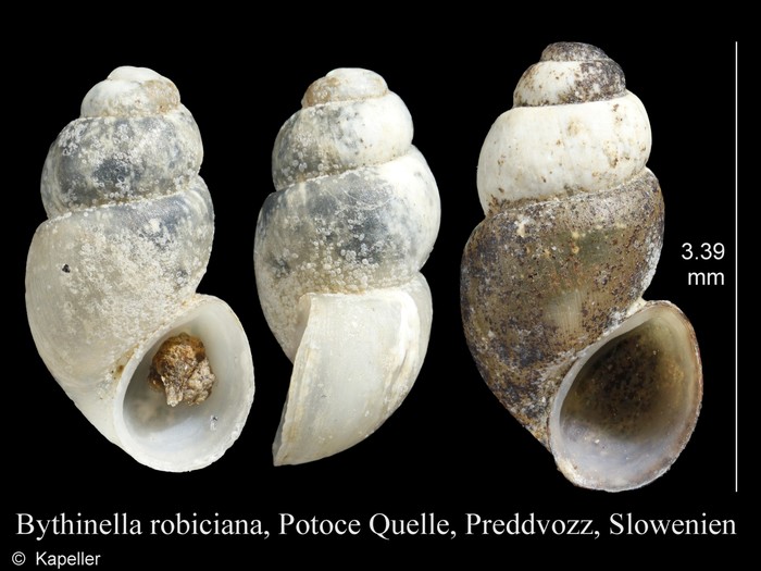 Bythinella robiciana Bythinella robiciana