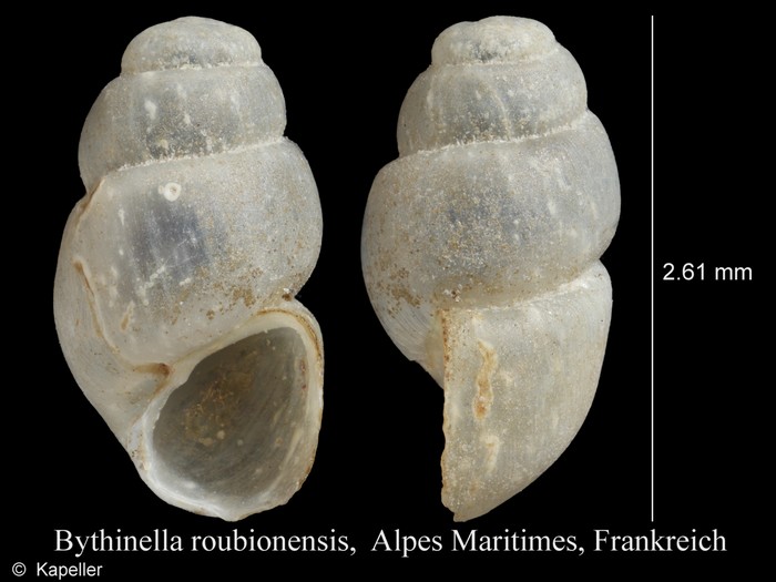 Bythinella roubionensis Bythinella roubionensis