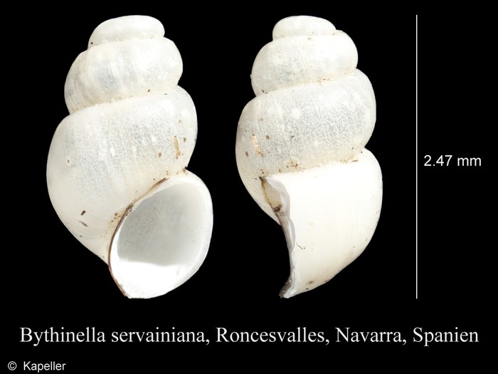 Bythinella servainiana Bythinella servainiana