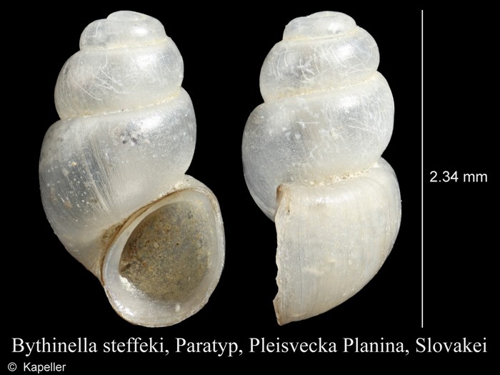 Bythinella steffeki Bythinella steffeki