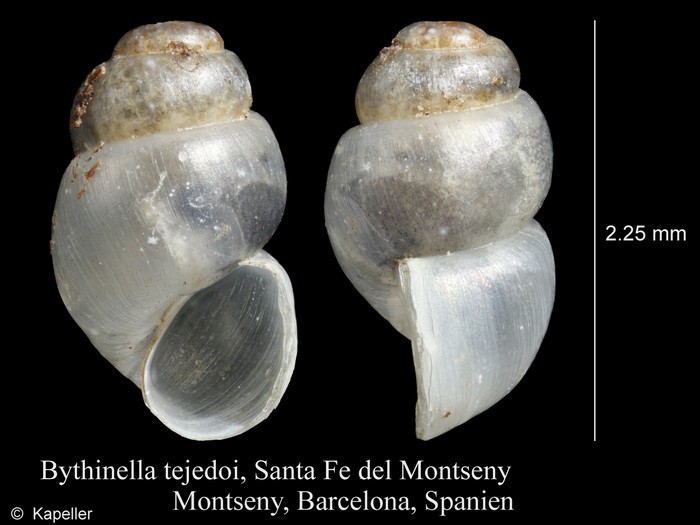 Bythinella tejedoi Bythinella tejedoi